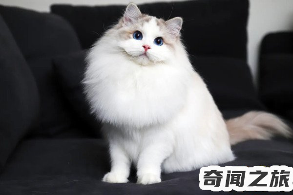 猫品种布偶多少钱一只（2022年今年的布偶猫多少钱一只）