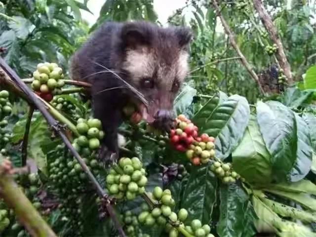 猫屎咖啡到底是咖啡还是屎（麝香猫的动物排泄物）