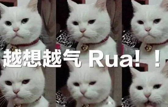 rua是什么梗（网络用语rua是啥意思）