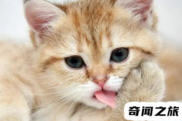 猫抓伤需要打狂犬病疫苗吗（猫抓了要不要打狂犬病疫苗）