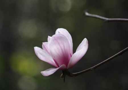 木兰花语是什么意思（木兰花寓意和花语）