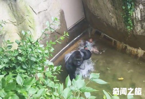 “猩猩男孩”已是两个孩子的爸爸！