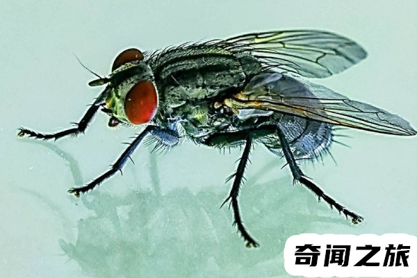 四害是指哪4种(四害是指哪4种生物)