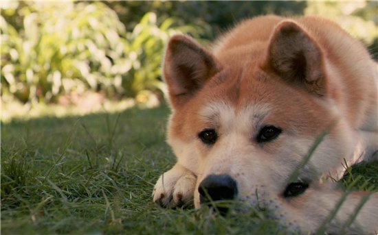 柴犬和秋田犬的区别（整体大小然后是犬毛的质地）