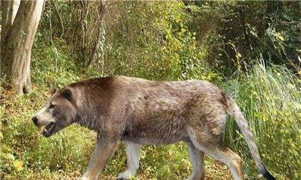 犬熊的基本特征（有着猫的长尾巴骨和尾巴熊掌一样宽大的脚）