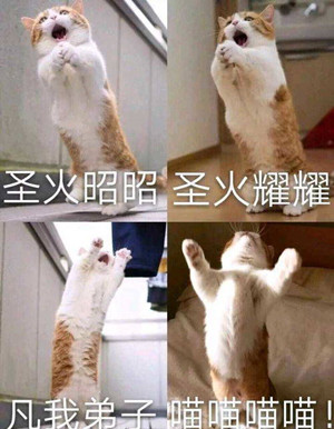 猫猫教和狗狗教指的是网络上哪些（圣火喵喵教什么意思）