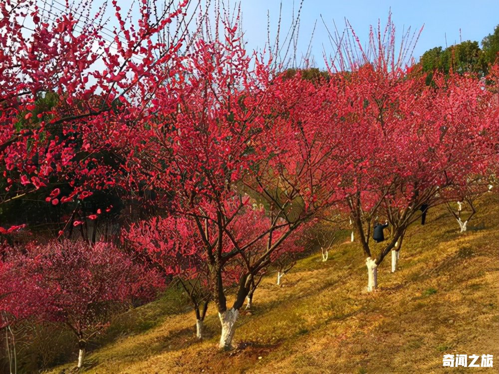 常州一日游最佳地方（常州必去的13个免费景点）