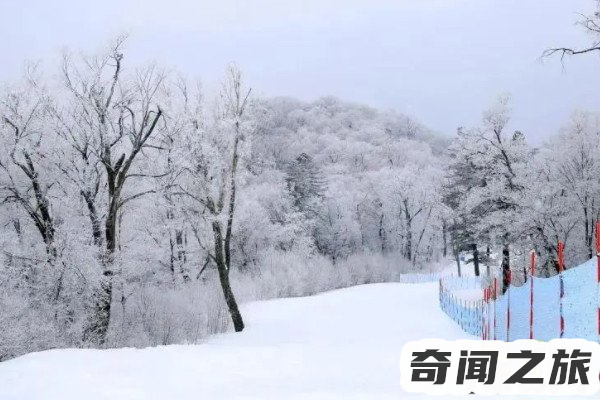 有一种雪是粉红色的(普勒塞纳冰川上罕见的粉色雪景)