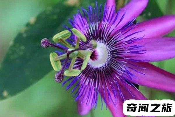 日轮花是什么（日轮花就是西番莲本身无毒无害)