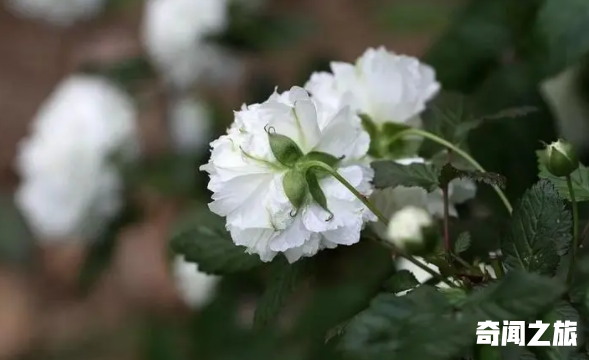 雪莲花为什么独自绽放