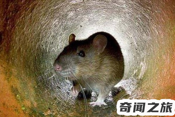 现实版猫鼠大战（黑猫试图赶走老鼠老鼠却一次次向其发出挑衅）