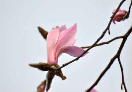 木兰花语是什么意思（木兰花寓意和花语）