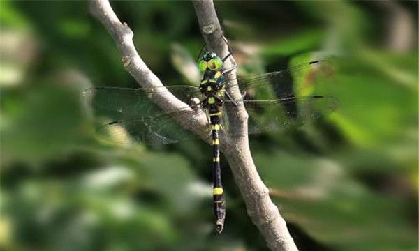 闪蓝丽大蜻的生物特征（闪蓝丽大蜻幼虫长得非常特别的像蜘蛛）