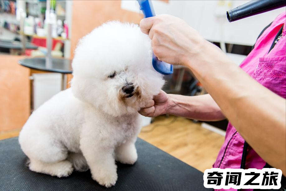 比熊犬一只大概多少钱才标准（比熊犬最便宜多少钱一只幼犬）