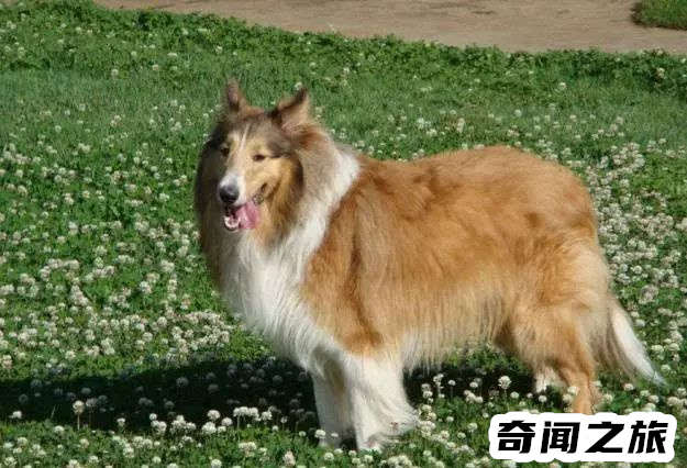 狗狗品种大全及名称图片（比熊犬可是贵族的宠物后来一度沦为马戏团的小丑）