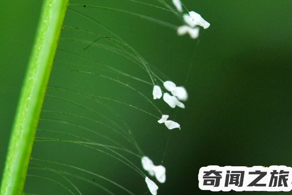 优昙婆罗花是什么花（优昙婆罗花通常出现在佛经中看不见花朵）