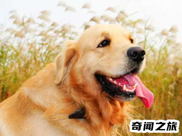 狗狗品种大全及名称图片（比熊犬可是贵族的宠物后来一度沦为马戏团的小丑）