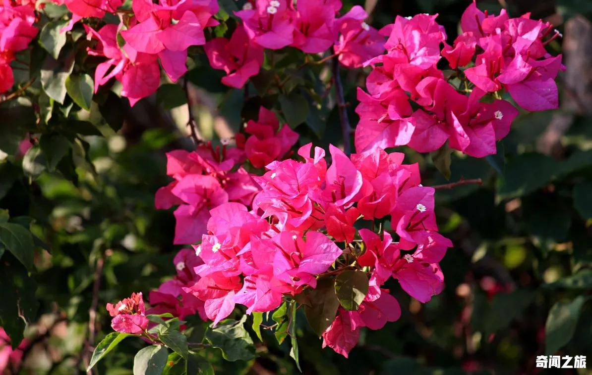 常见夏天盛开的花有哪些（夏天有什么花盘点夏季盛开的花卉）