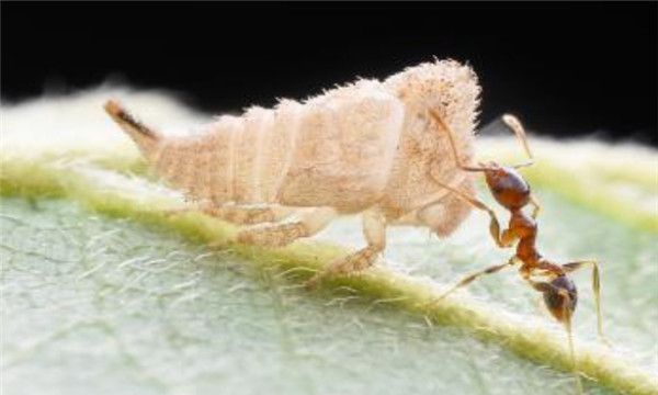 菱结大头蚁的形态特征（身体的长度大概在3mm到4.5mm之间）