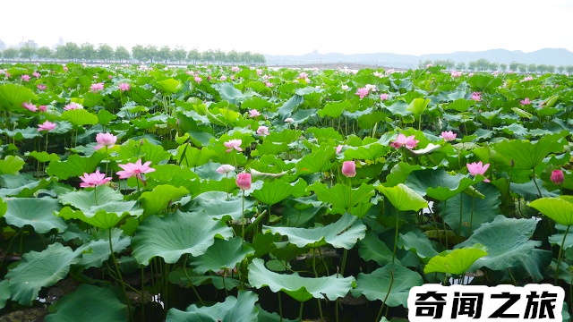 杭州有哪些旅游景点值得一去（杭州市旅游攻略必去景点大全）