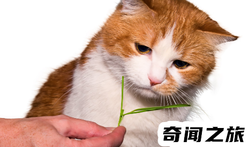 猫薄荷过量对猫有危害么（猫吃了猫薄荷多久有效果）