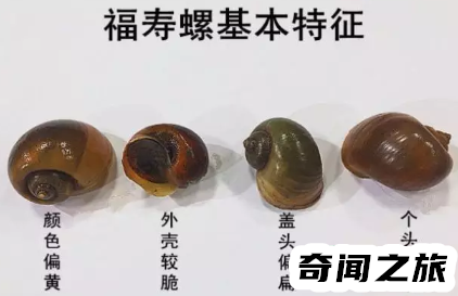 福寿螺到底能不能吃（福寿螺的正确吃法）