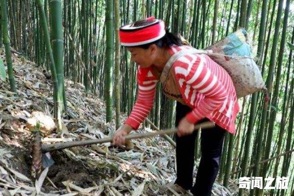 夺笋这个梗出自哪里（夺笋是哪里的方言）