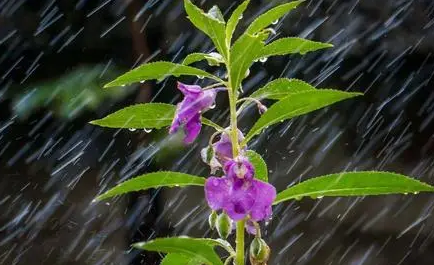 出嫁那天下雨好不好（结婚遇到下大雨好不好）