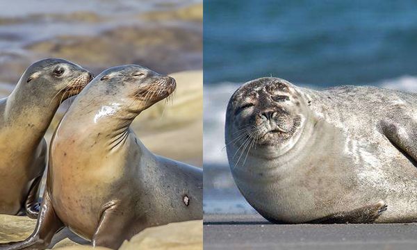 海狮和海豹谁更厉害（如何分辨海狮和海豹）