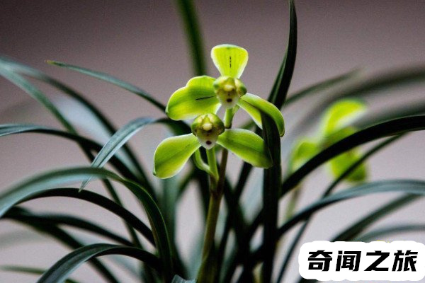 花中君子指的是哪种花兰花（兰花是君子的象征）