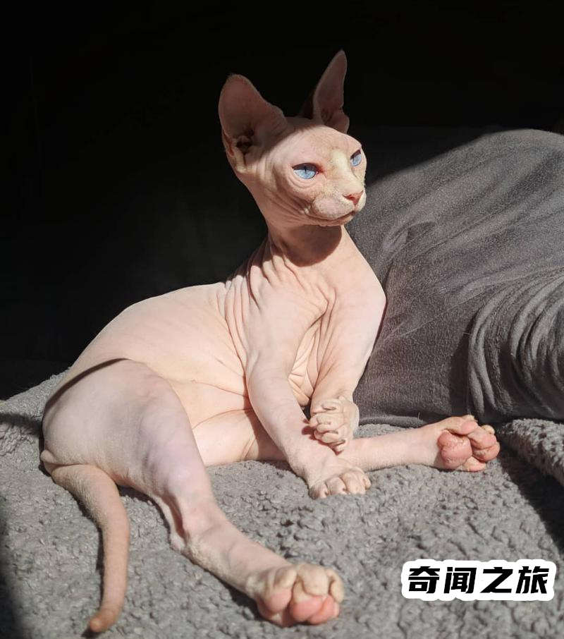 布偶猫现在价格多少钱一只（布偶猫一只最便宜多少钱）