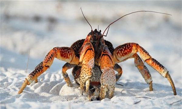 甲壳类生物的主要特征这种生物是怎样在海底生存的