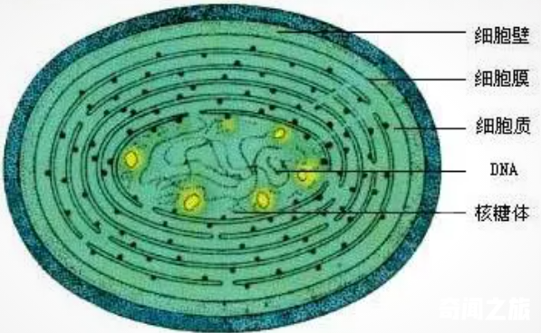 蓝藻是地球上最古老的生物之一