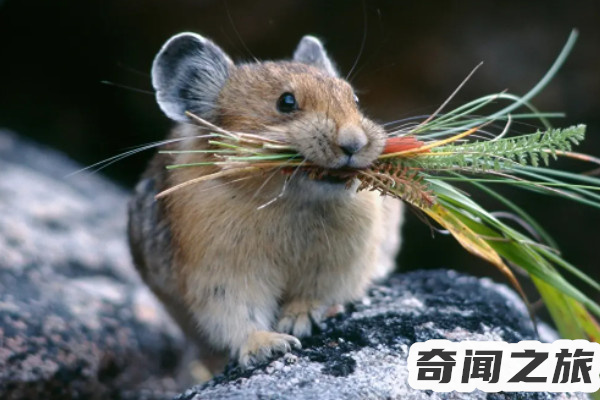 四害之首是哪四种虫子（四害指什么病媒生物）