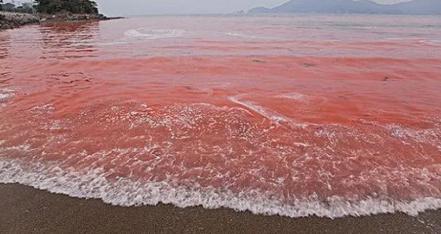 红海是世界上最年轻的海洋吗