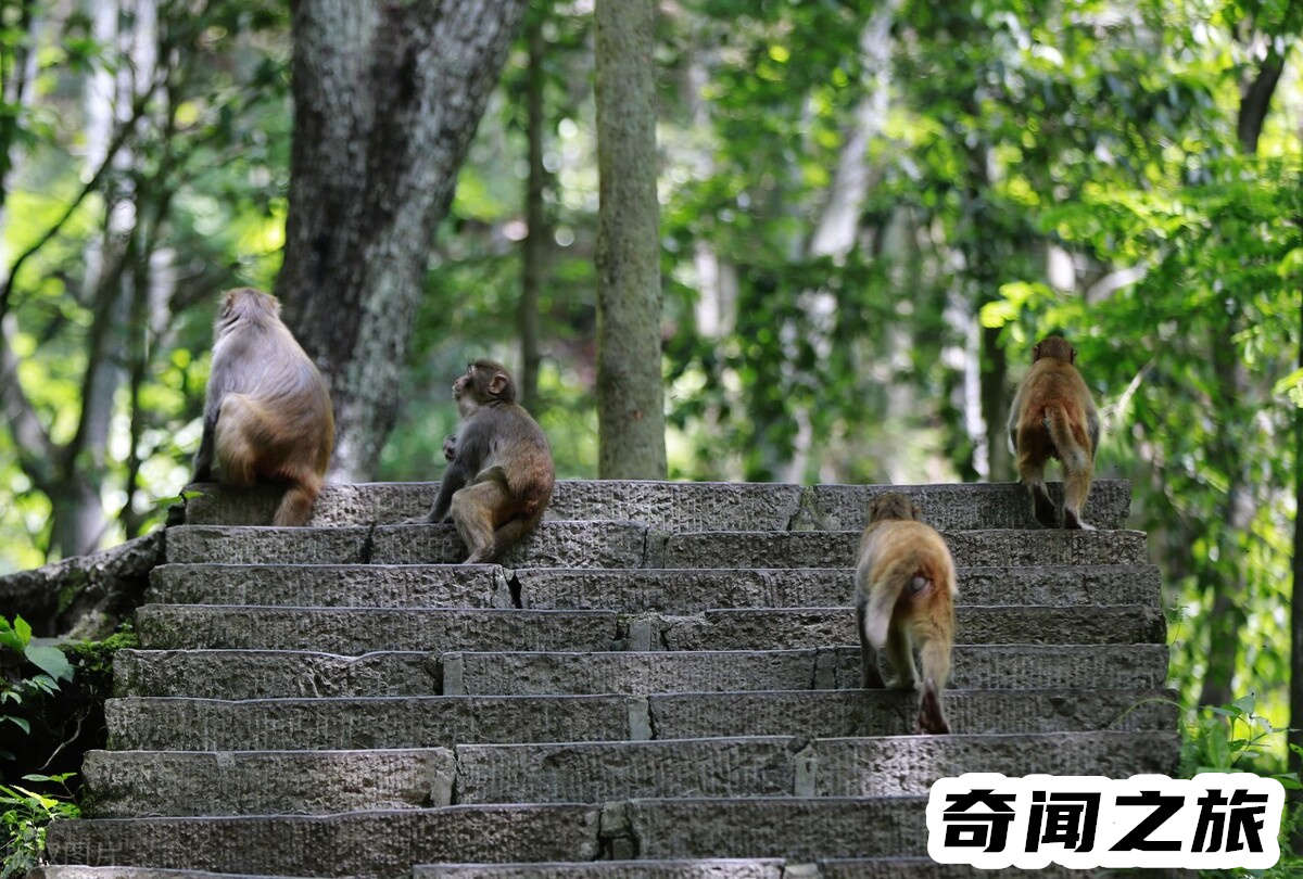 张家界旅游攻略三天详细攻略（张家界旅游自由行攻略图）