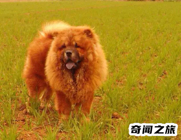 狗狗品种大全及名称图片（比熊犬可是贵族的宠物后来一度沦为马戏团的小丑）