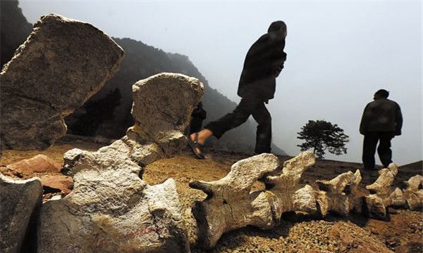 博妮塔龙的生活习惯（博妮塔龙喜欢生活在平原位置）