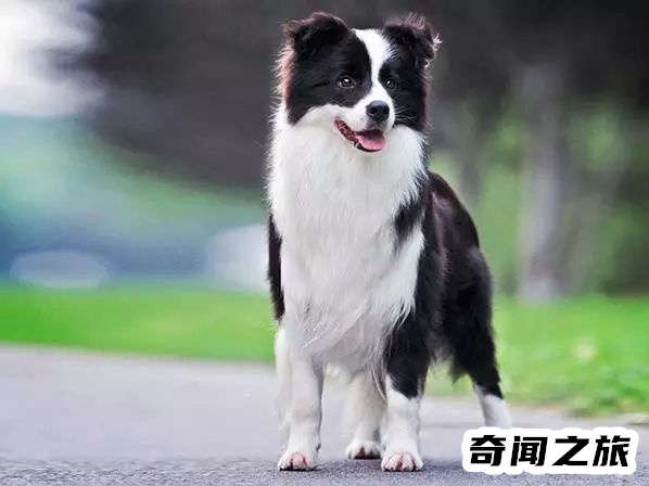 狗狗品种大全及名称图片（比熊犬可是贵族的宠物后来一度沦为马戏团的小丑）