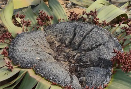 关于地球上最奇特植物的相关介绍