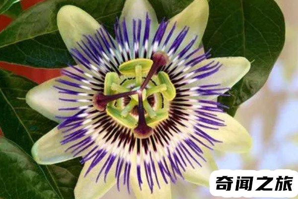 日轮花是什么（日轮花就是西番莲本身无毒无害)