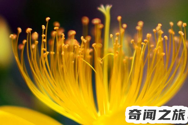 花蕊的蕊读几声（花蕊怎么读音）