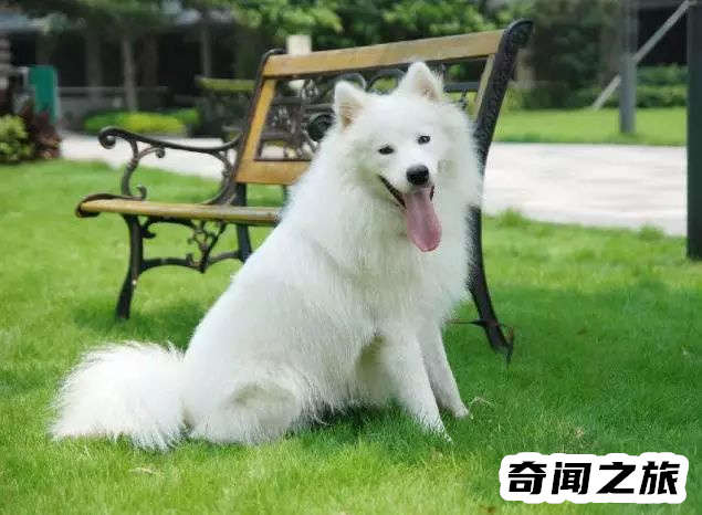 狗狗品种大全及名称图片（比熊犬可是贵族的宠物后来一度沦为马戏团的小丑）