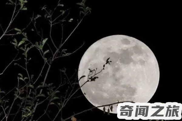 东风夜放花千树更吹落星如雨写的是什么节日（一句话形容元宵节）