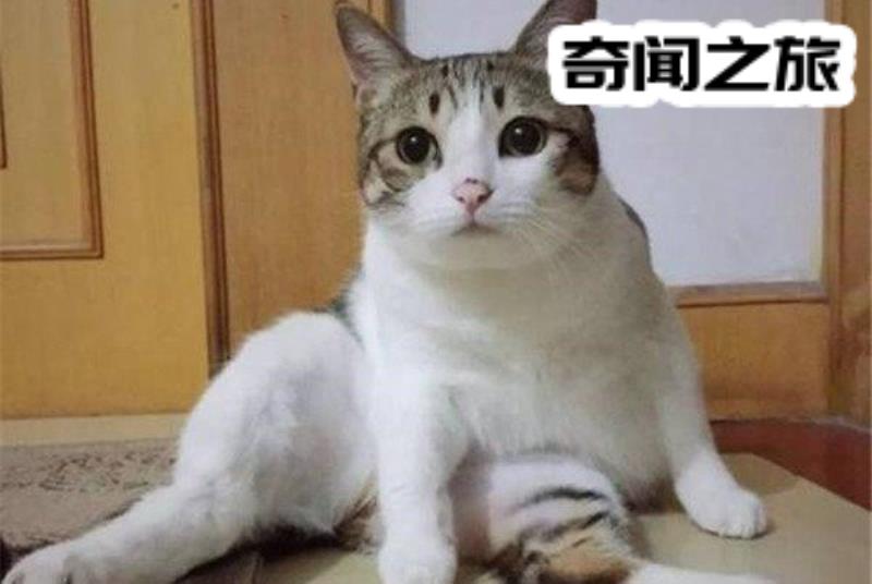 好奇心害死猫的故事由来（好奇心害死猫典故）