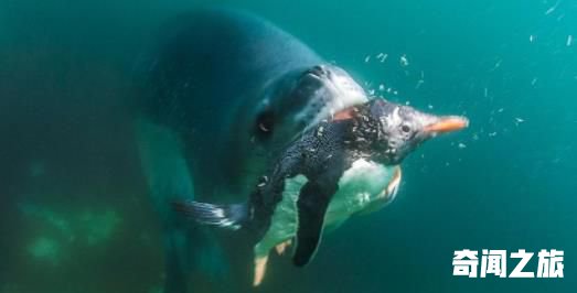 世界上最凶猛的海豹 豹形海豹会捕食其他海豹