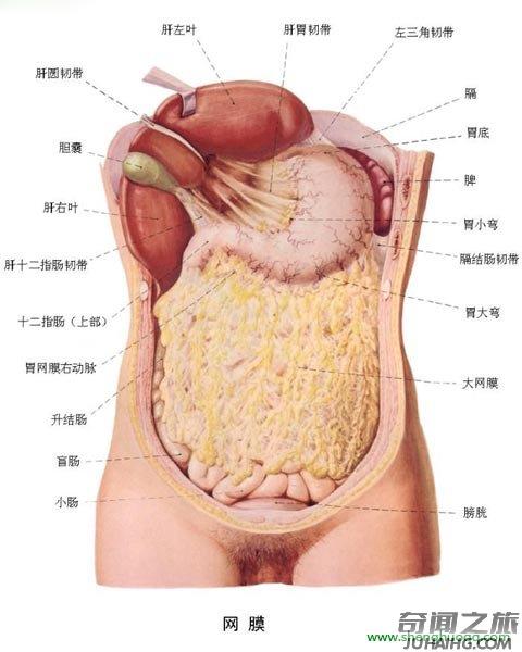 人体器官的位置都是在哪个部位（人体主要器官的位置总结）