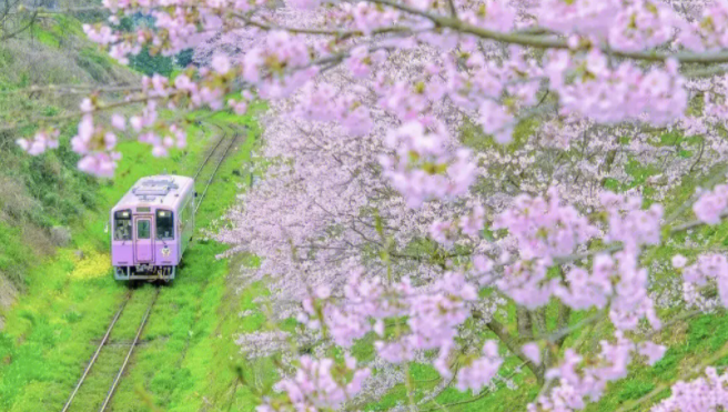 国内赏樱花胜地在哪里（盘点全国必去的赏樱景点）