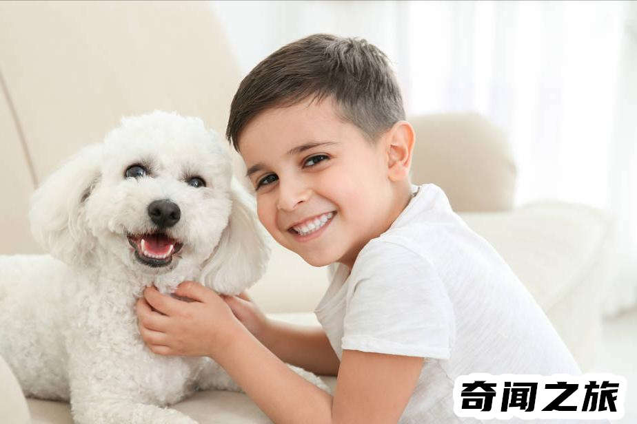 比熊犬一只大概多少钱才标准（比熊犬最便宜多少钱一只幼犬）