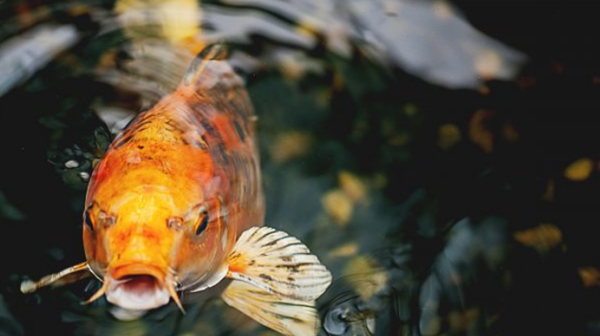 动物界十大不死之身（十大永生生物排名）